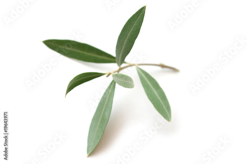 Olive tree twig