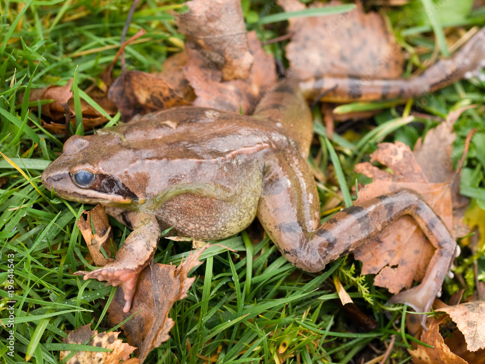 Obraz premium Frog in the grass