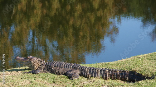Alligator by the pond © Ageless Adventurer