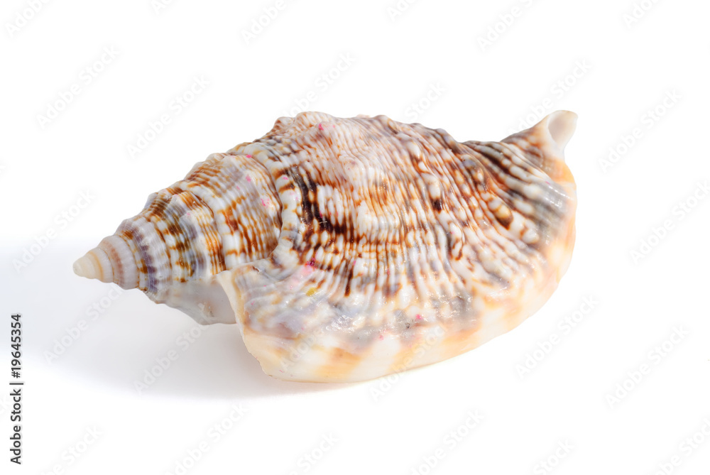 sea shell