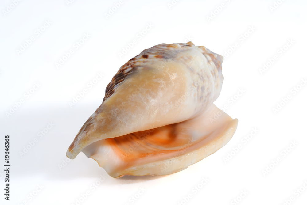 sea shell