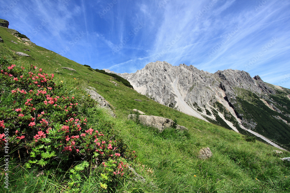 Alpine meadow in Tirol, Austria
