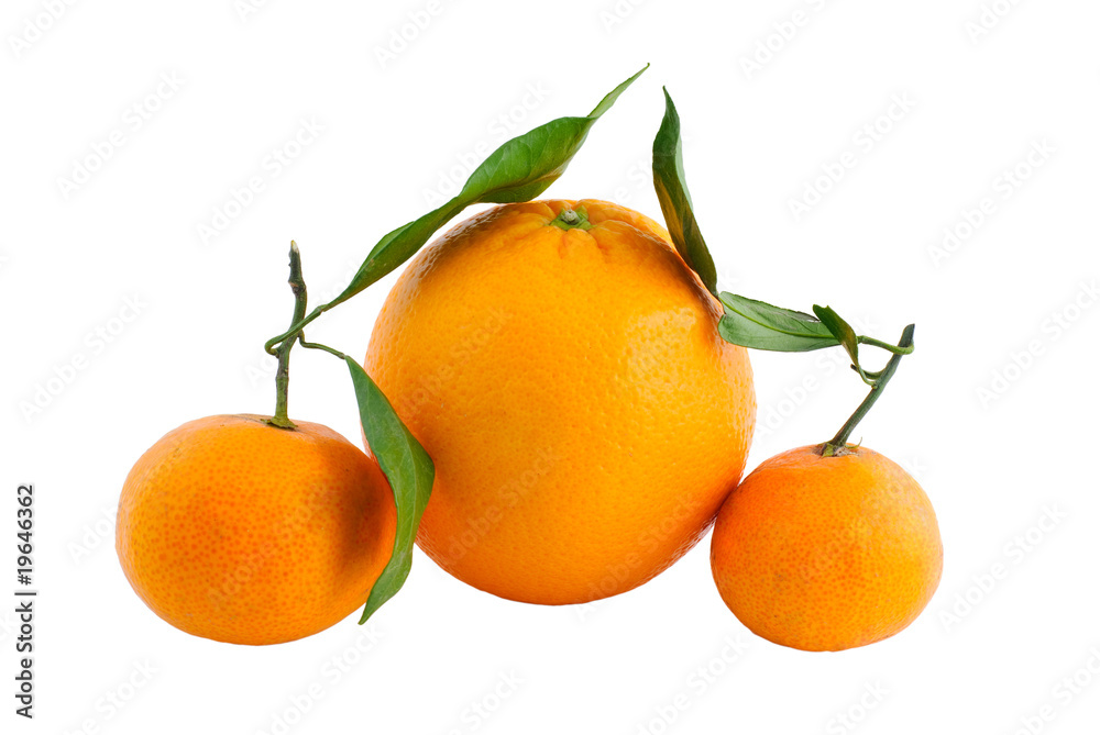orange with branch orange with branch