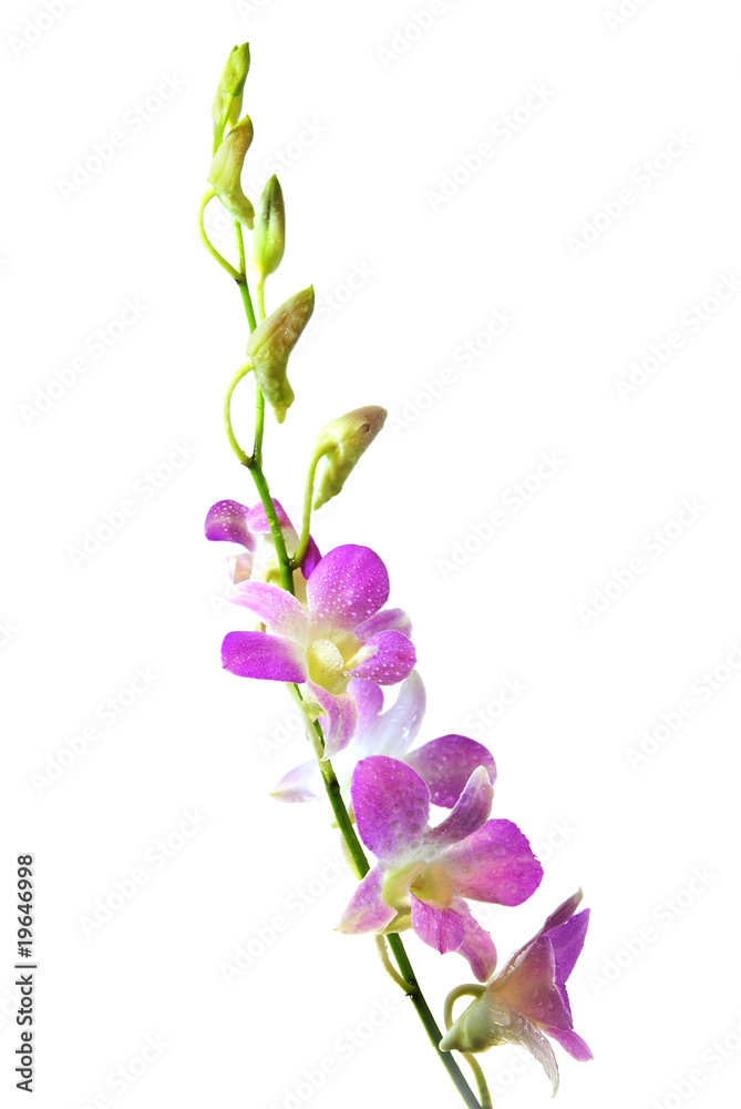 Blooming violet orchids flower isolated on white background