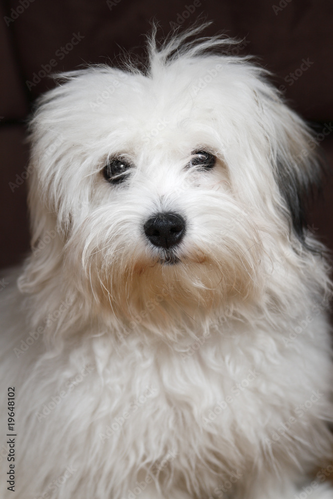 coton de tulear