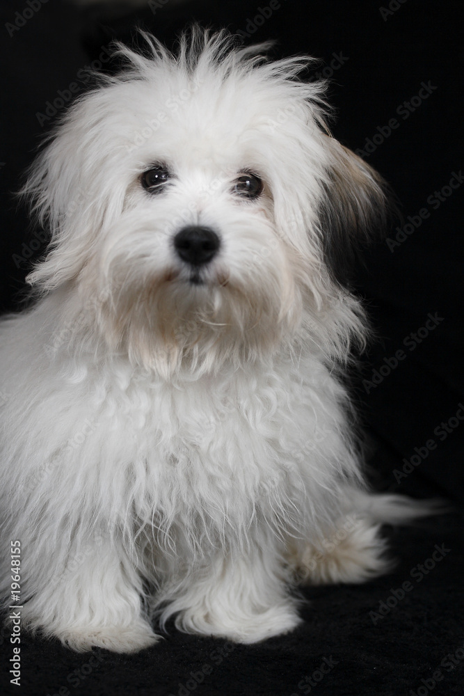 coton de tulear