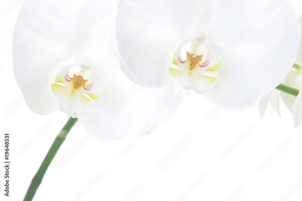 Obraz premium Weisse Orchidee 4