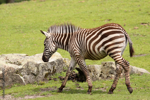 Little zebra walking