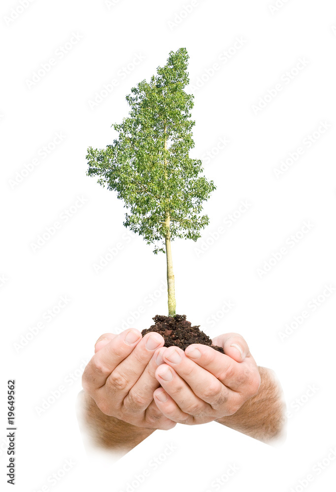 A tree in palms as a symbol of nature protection A tree in palms as a symbol of nature protection