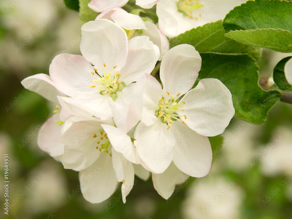 Branch blossoming apple-tree in the spring