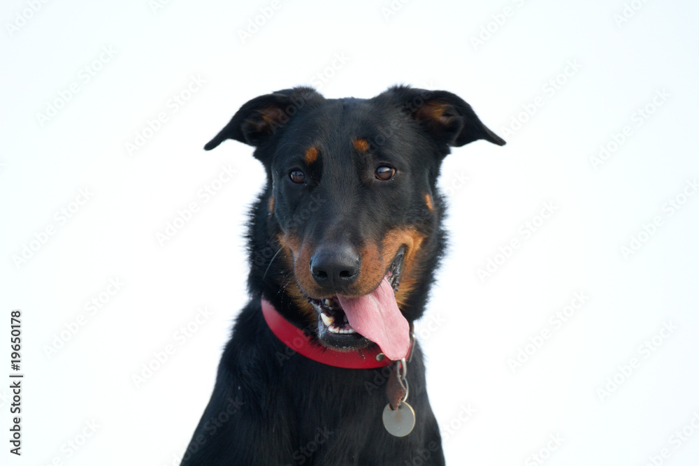 Beauceron (berger de beauce)