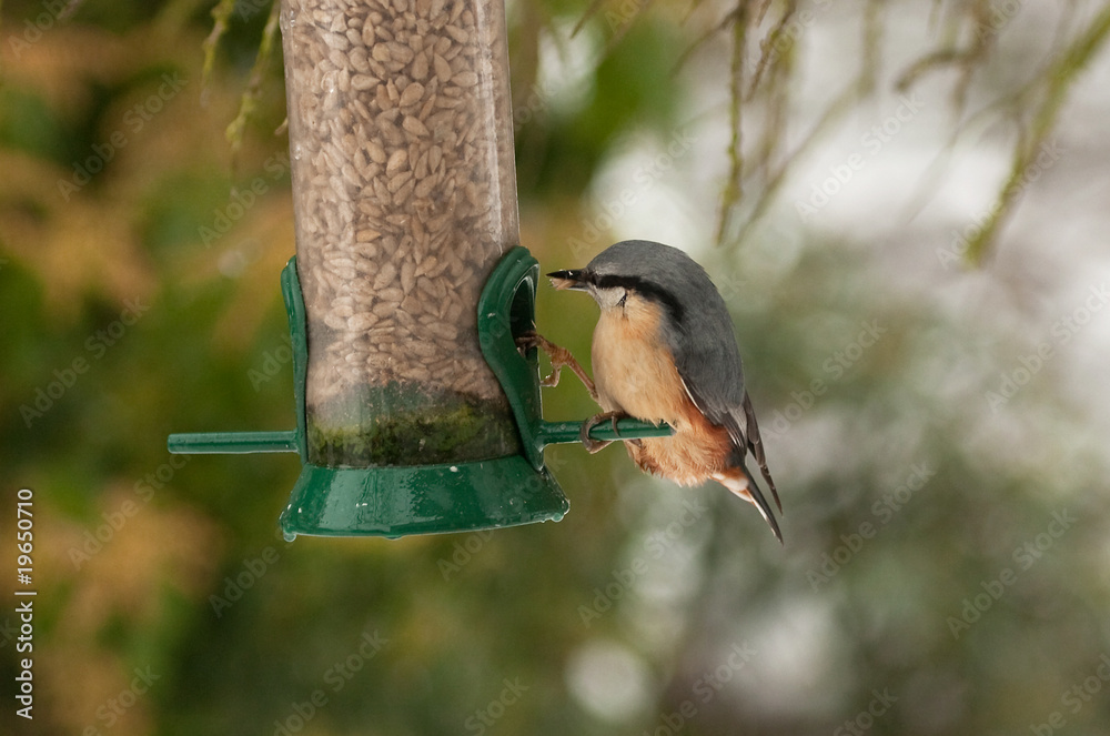 Naklejka premium Nuthatch feeding on sunflower seeds