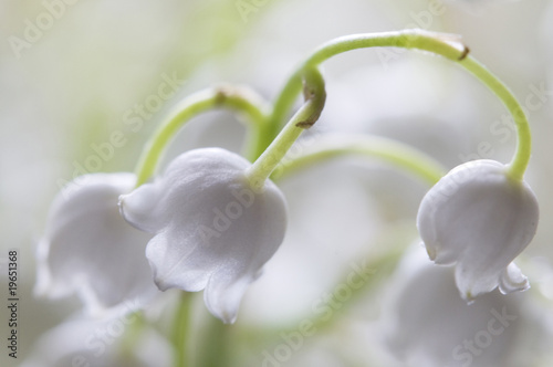 lily of the valley, macro shot