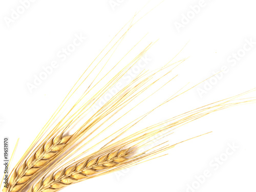 Barley on white background