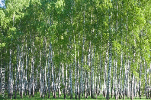 Birch forest