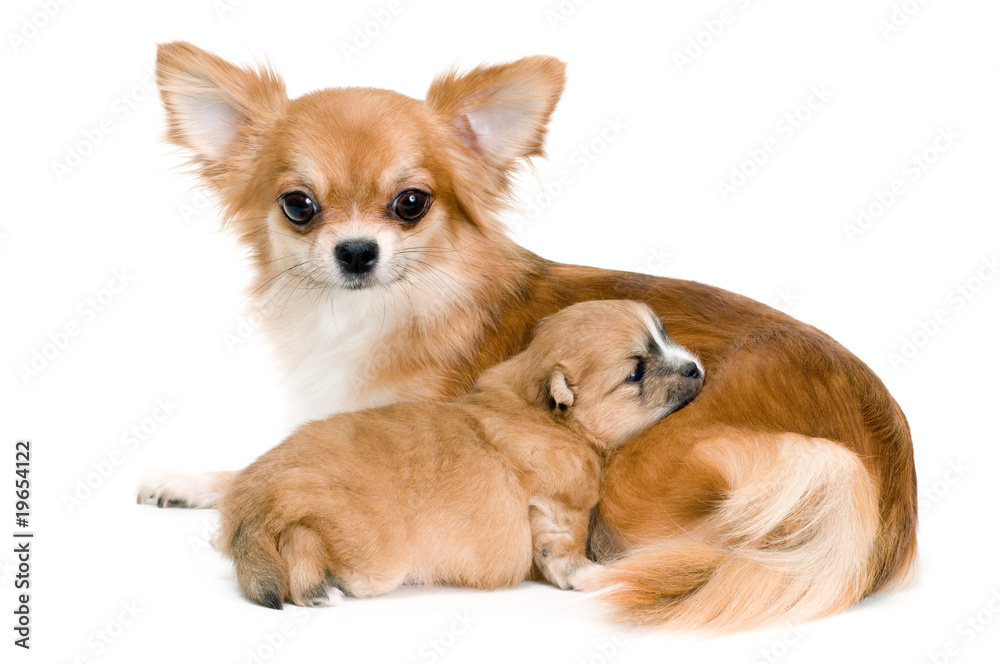 Dog of breed chihuahua and its puppy Dog of breed chihuahua and its puppy