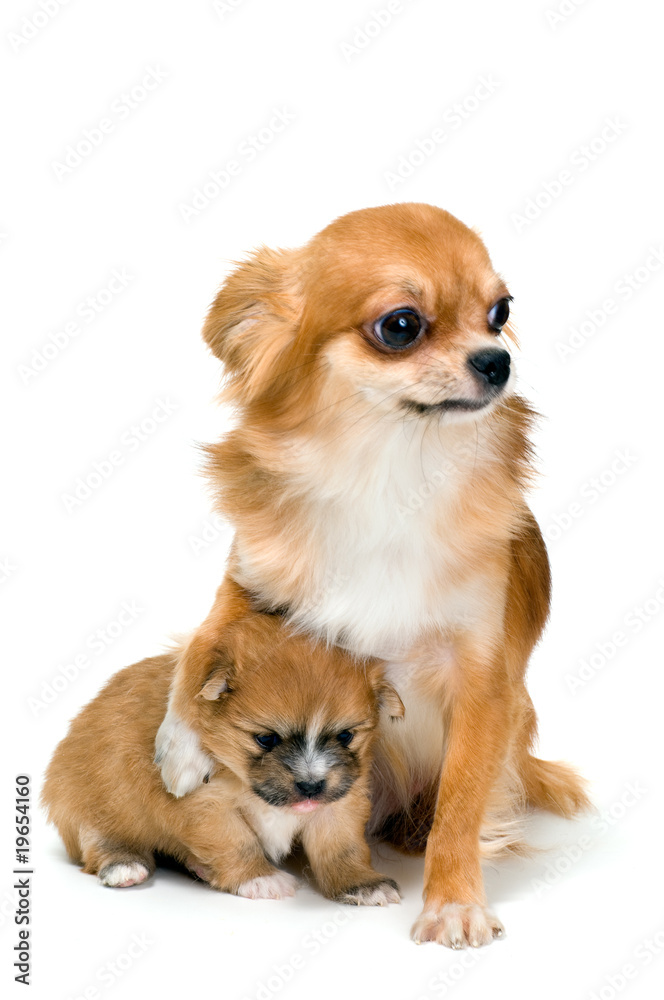 Dog of breed chihuahua and its puppy
