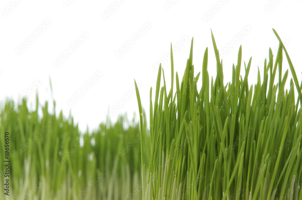 Green Grass Green Grass