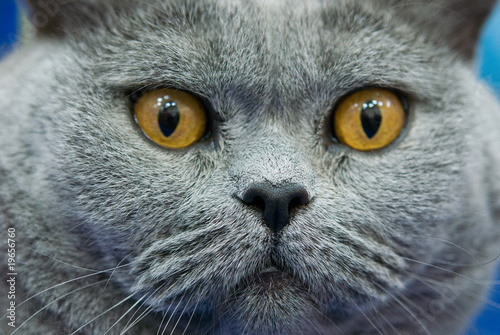 Scottish cat`s portrait