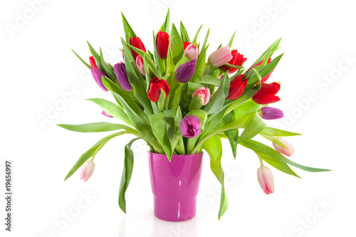 Colorful tulips in purple vase