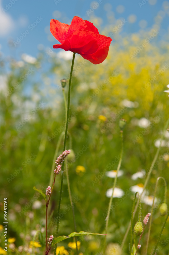 Fototapeta premium Red poppies