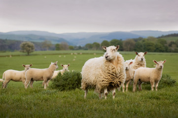 Ingelijste posters Schaap Schapen in Welsh landschap  © Scott Waby