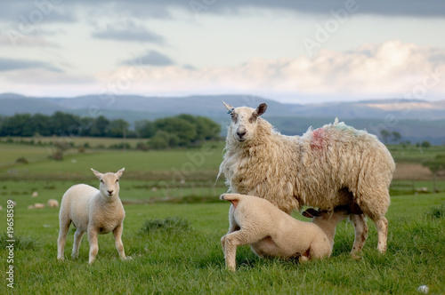 Sheep and lamb in wales