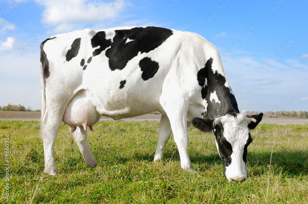 White black milch cow on green grass pasture White black milch cow on green grass pasture
