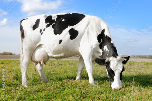 White black milch cow on green grass pasture