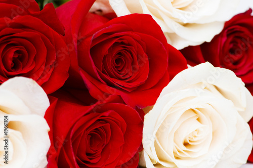 Red and white roses isolated on white