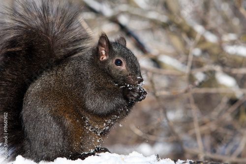 Black Squirrel © Ron Rowan