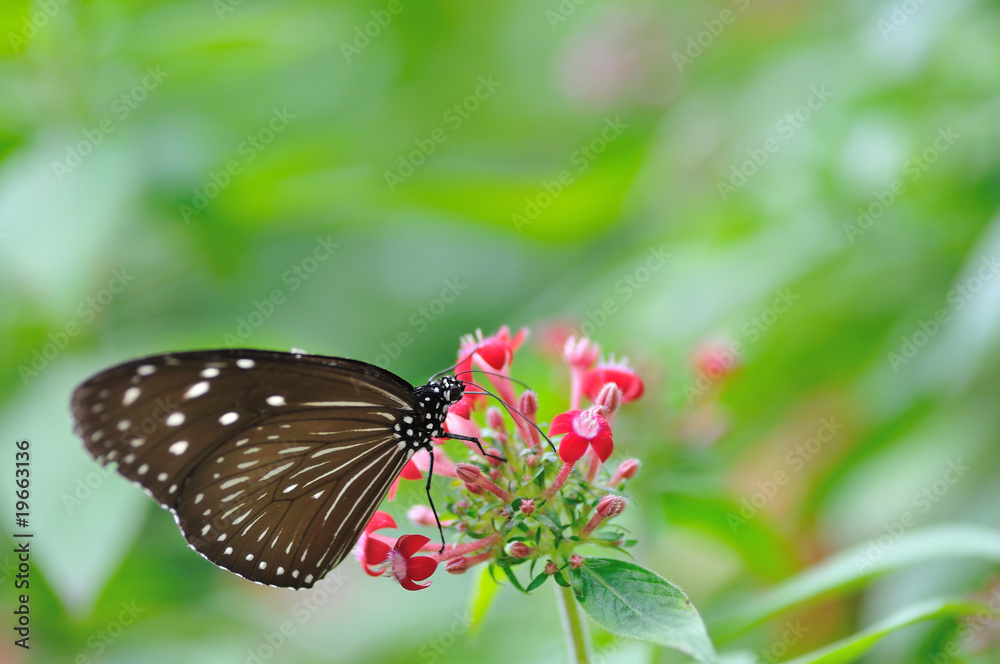 Obraz premium 蝶の楽園