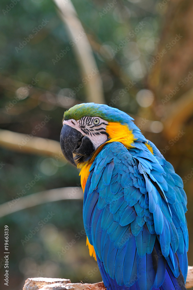 Obraz premium ルリコンゴウインコ