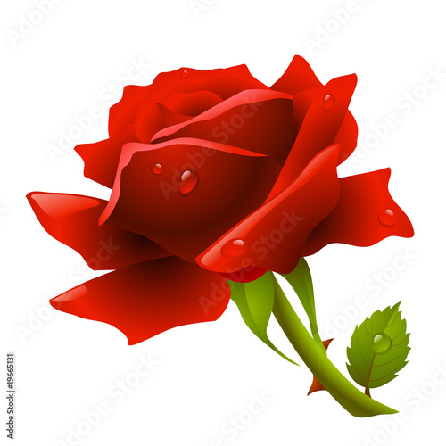 Red rose
