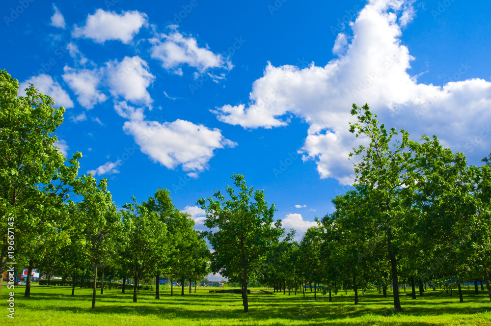 Fototapeta premium City park beside the lake, green trees in it and blue sky