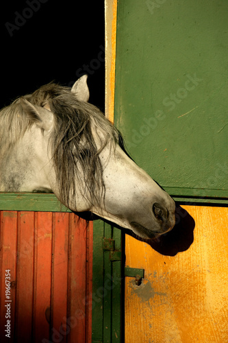 Fototapeta Naklejka Na Ścianę i Meble -  close up shot of a single horse