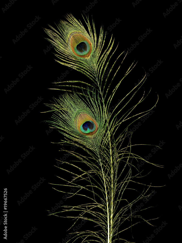 Obraz premium Pfauenfeder 1