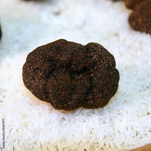 Truffe Tuber melanosporum