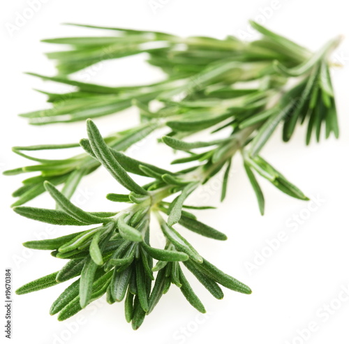 The branch of rosemary on a white background
