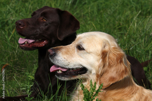 Labrador und Golden Retriever