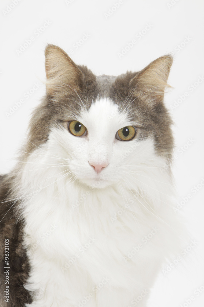 jeune chat des forêts norvégiennes au regard inquiet