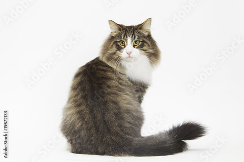 Фотография sensualité du chat des forêts norvégiennes