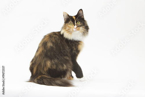 pose langoureuse d'un chat norvégien en studio - fond blanc