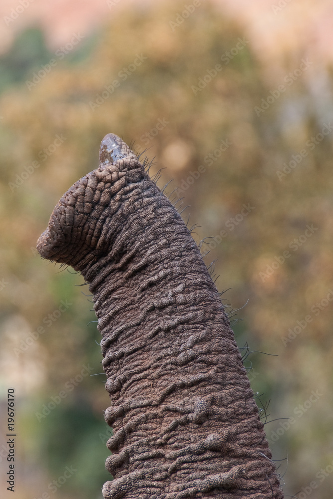 Obraz premium Rüssel