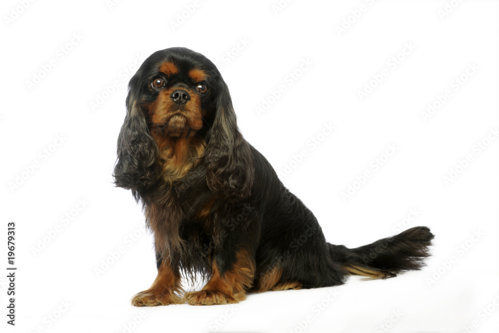 cavalier king Charles black and tan assis de profil