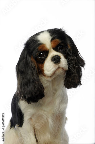 Fototapeta Naklejka Na Ścianę i Meble -  douceur du regard d'un jeune cavalier king Charles spaniel
