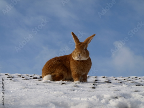 lapin