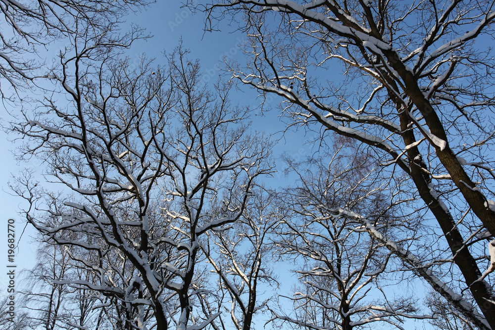 Baum und Schnee Baum und Schnee