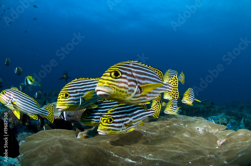 Récif et poissons, Océan Indien, Maldives
