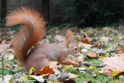 eichhörnchen